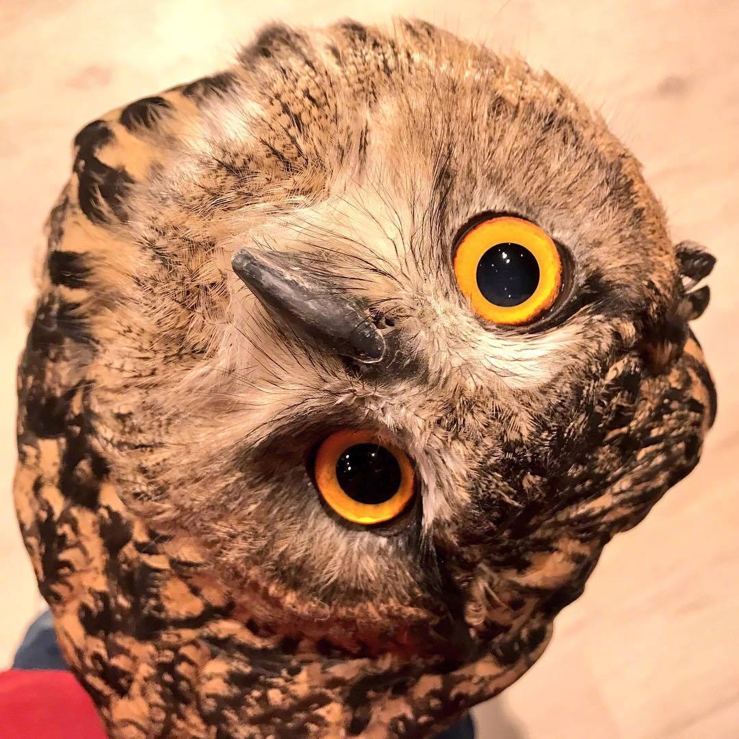 来自猫头鹰的歪头杀想不到森林卫士也会歪头卖萌ω