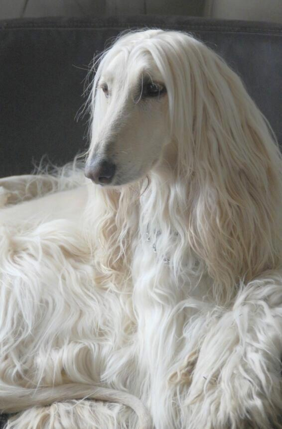 长发飘飘的阿富汗猎犬美到令人怦然心动