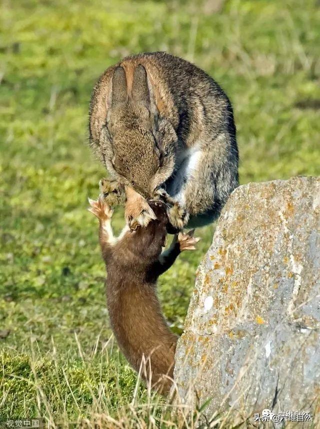 但求生是所有动物的本能,野兔虽然没什么战斗力,也有"兔子会咬人","