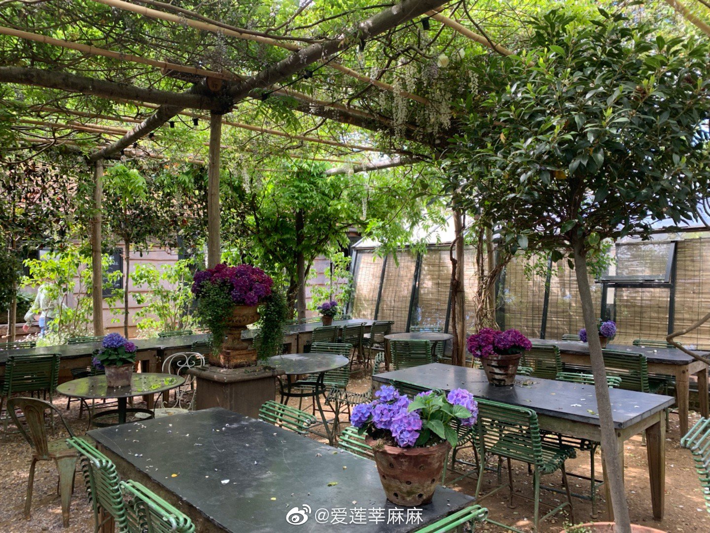 打卡一个网红花园咖啡店 今天这种天气都觉得在温室里晒着太