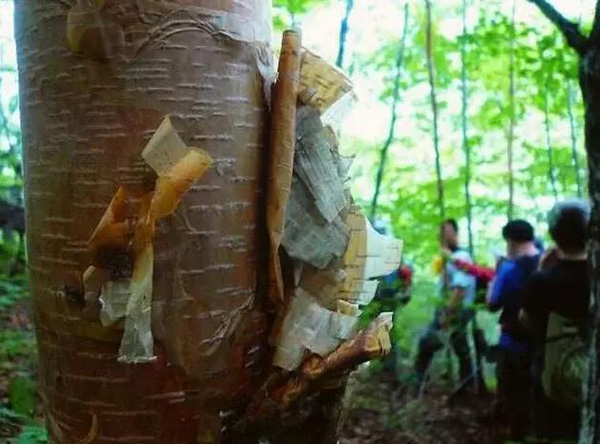 正文  铁桦树最令人惊叹的就是它的硬度了,即便是钢铁也无法与它相