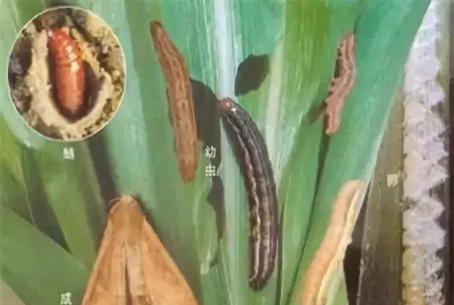 紧急!今年多地三代黏虫或将大面积爆发!