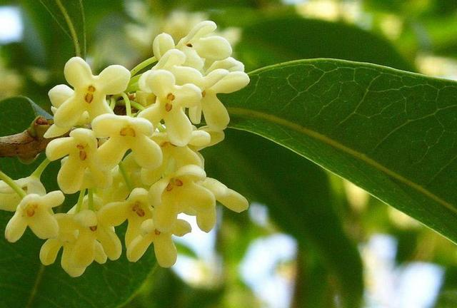 桂花树这样修剪,桂香飘满院|桂花树|桂花|植株_新浪新闻
