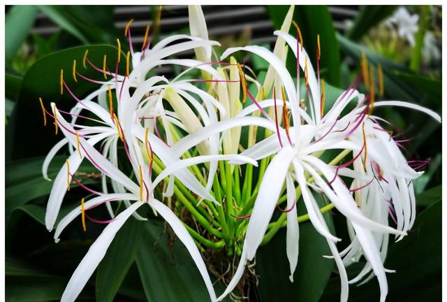 它是佛教“五树六花”中的文殊兰,这样养护可以开花不断|文殊兰|植株|养护_新浪新闻