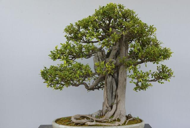 盆景这么搭配才漂亮,一景,二盆,三架完美组合