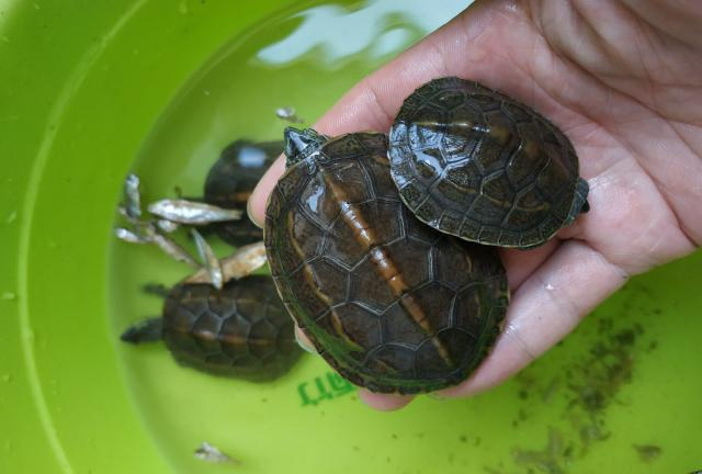 乌龟只吃不长恭喜你可能遇到了传说中的僵苗侏儒龟