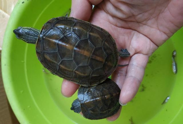 乌龟只吃不长恭喜你可能遇到了传说中的僵苗侏儒龟