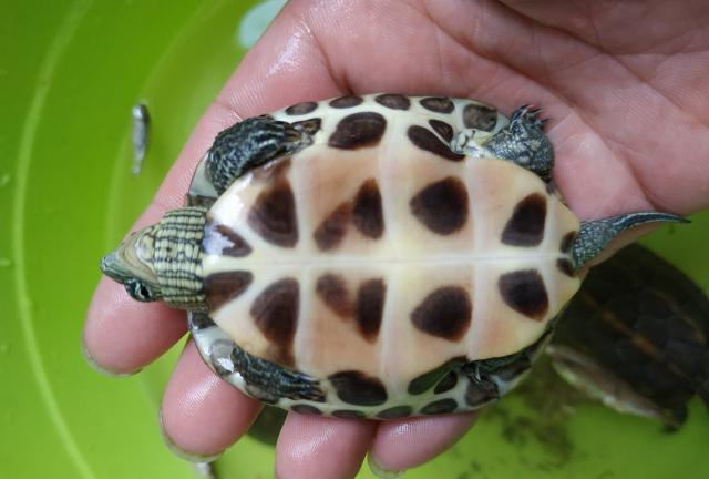 乌龟只吃不长恭喜你可能遇到了传说中的僵苗侏儒龟