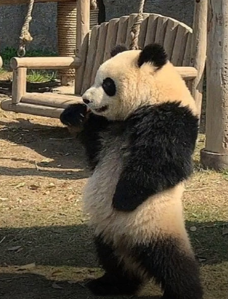 感觉大熊猫已经知道自己是国宝这件事情了