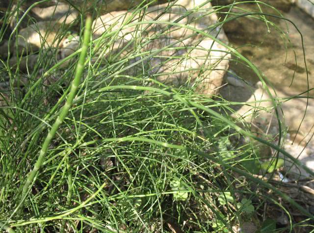 草麻黄这种植物,你见过吗?