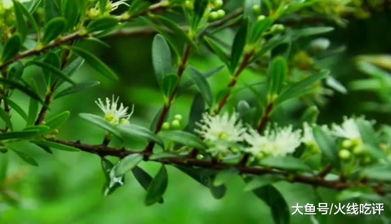 南方农村常见的"空心野果"肉却没有皮好吃, 北方人很少见过|南方|蒲桃