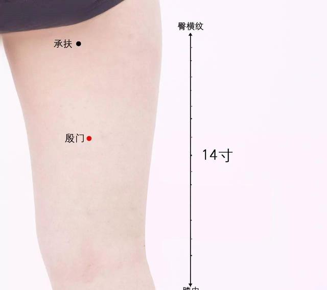 《承扶穴》归属足太阳膀胱经，有通便消痔、舒筋活络等作用！