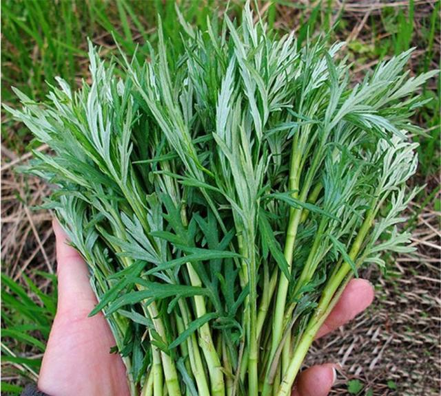 农村曾用来喂猪的野草,如今成餐桌上的美食,有人靠它发财