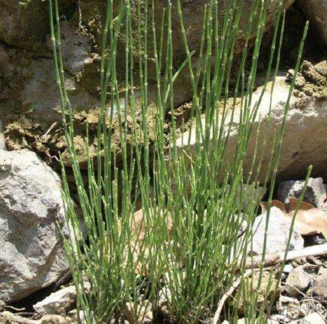 农地里有"1种野草",人称"土麻黄",将植株晒干,价值高!