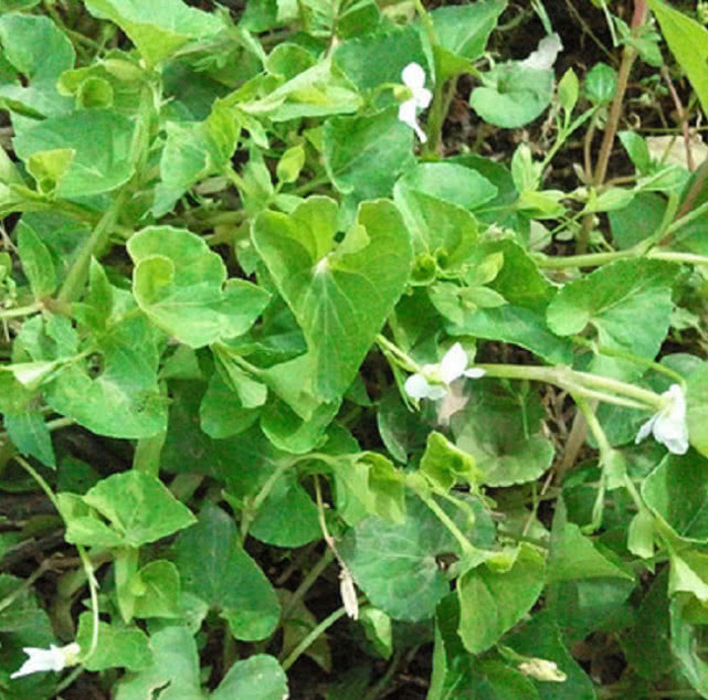 田野里这草有个吉祥的名字叫如意草过去农民用它喂猪你见过没