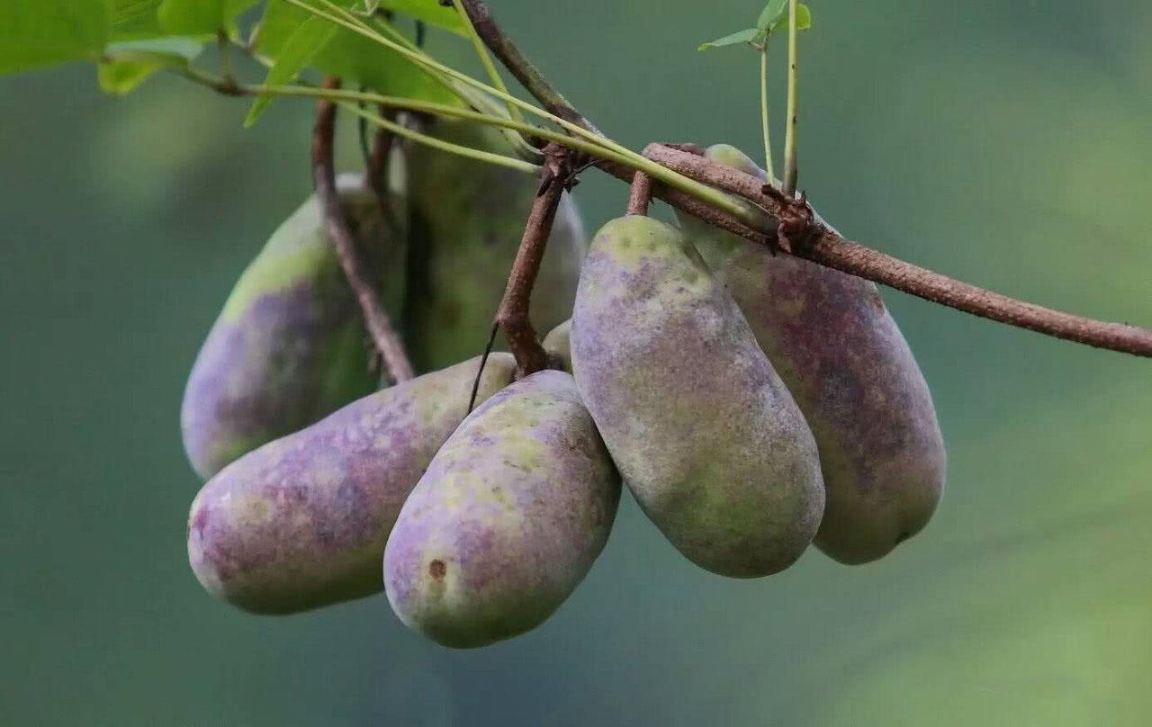 一株结果不超过30个,20年前南方很常见,现在皮比果更值钱