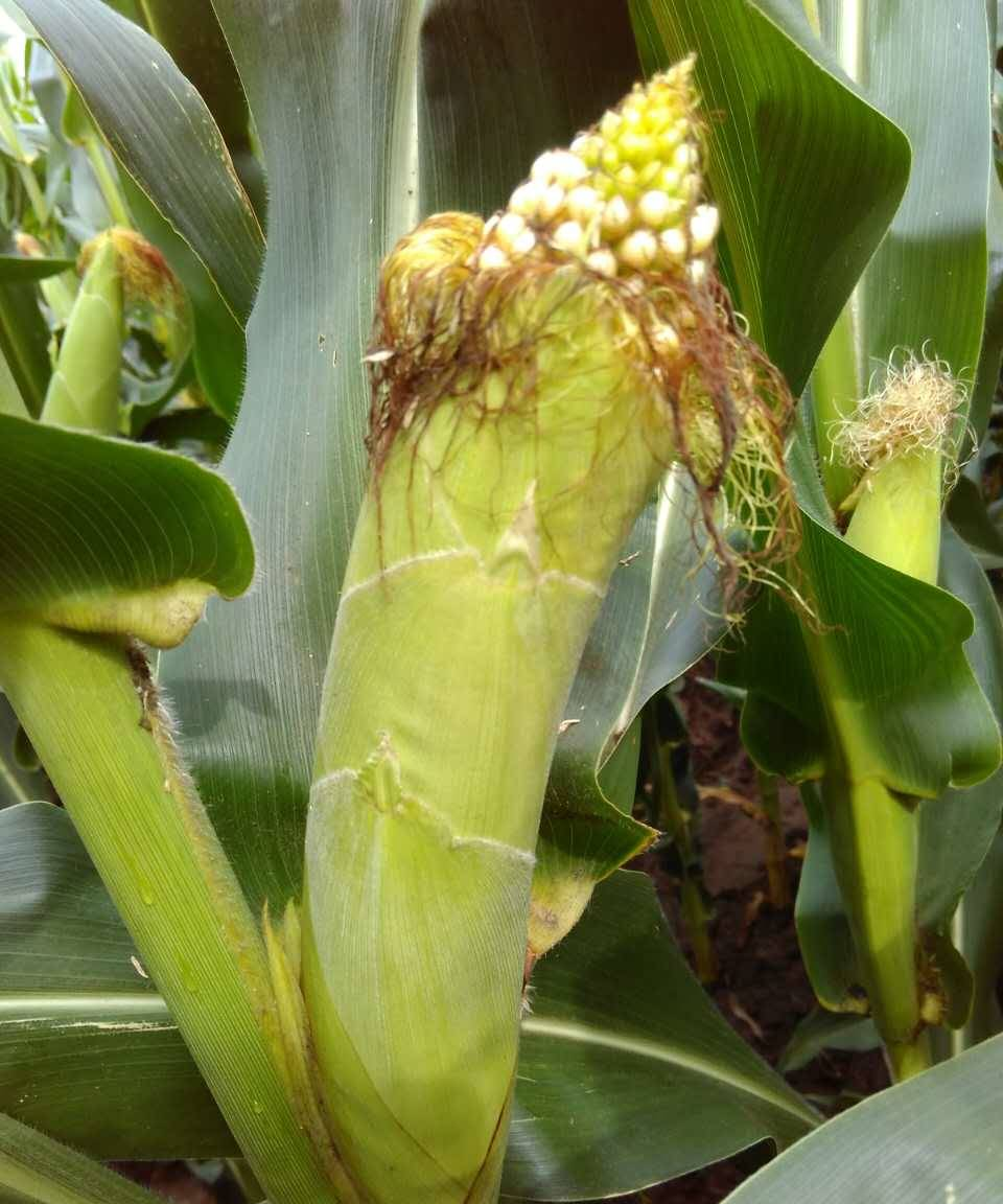 玉米苞叶短啥情况