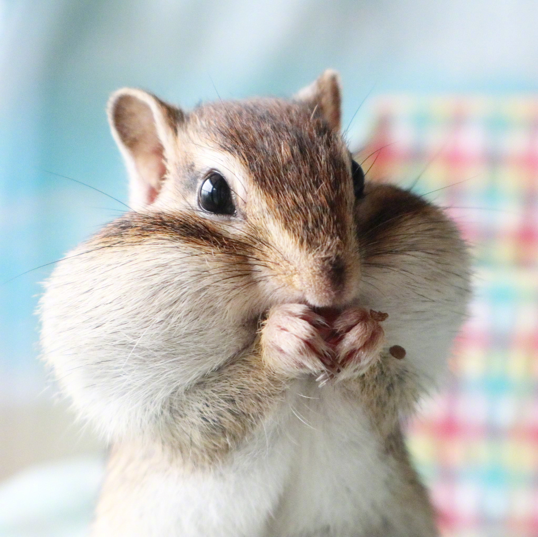 每次吃东西的时候小腮帮都是鼓鼓的