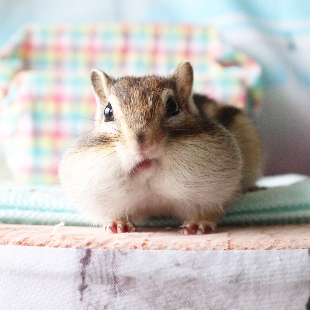 每次吃东西的时候小腮帮都是鼓鼓的