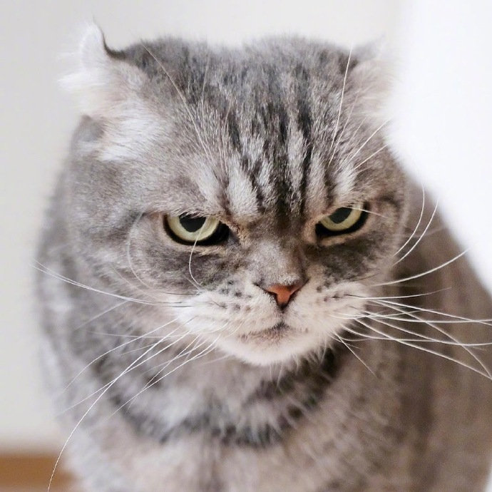 眼神自带杀气的grumpycoco