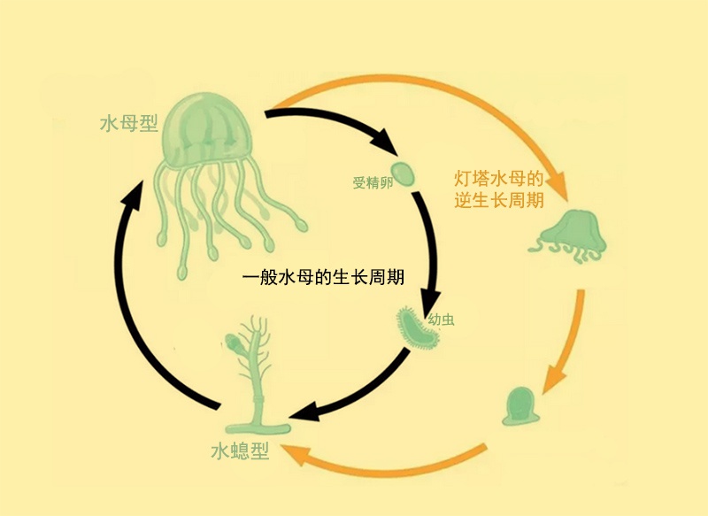 水母运动规律分解图图片