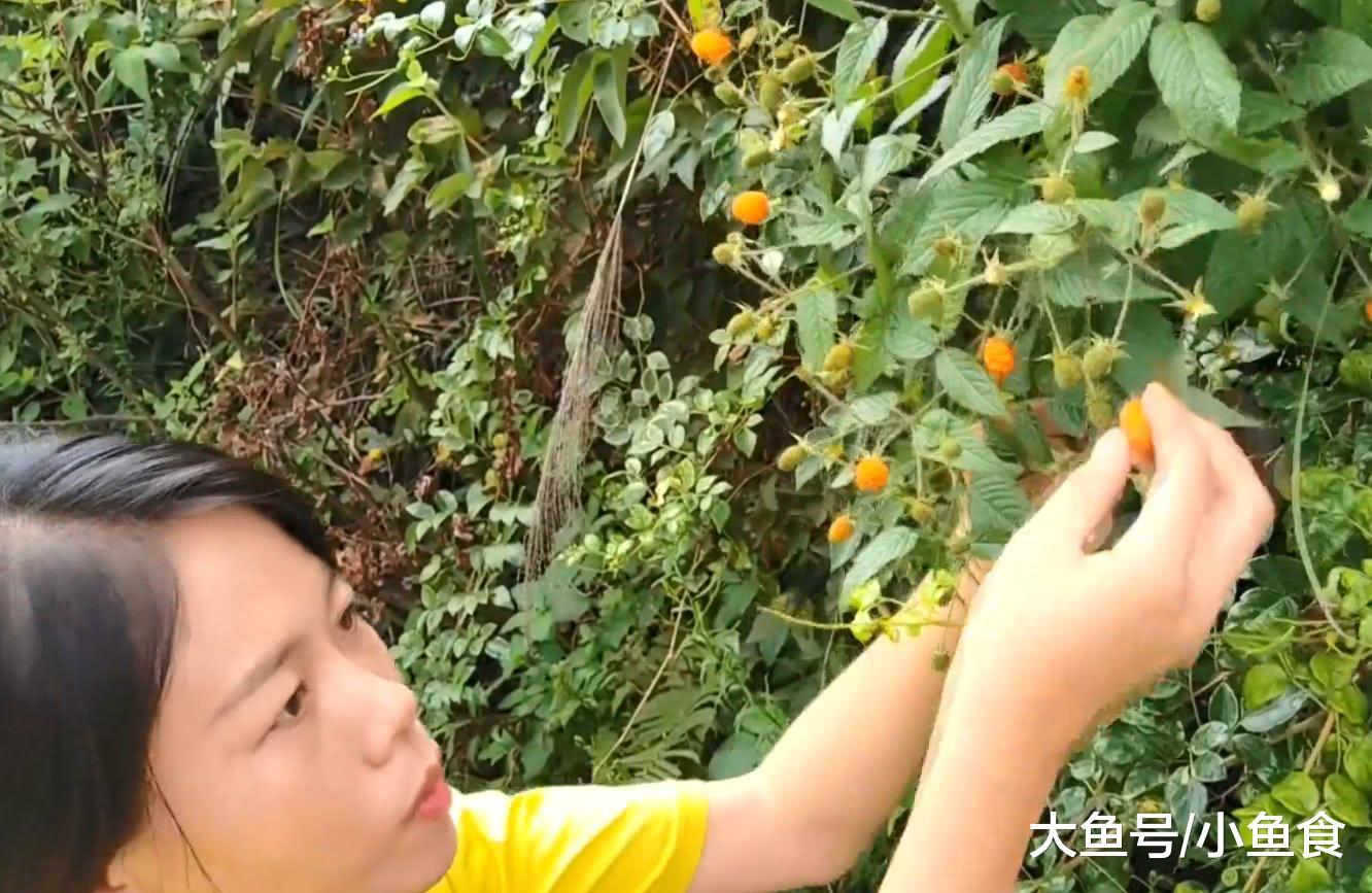 到山里干活,回家下山路上就发现到了一种小时候经常可以吃到的野果,它