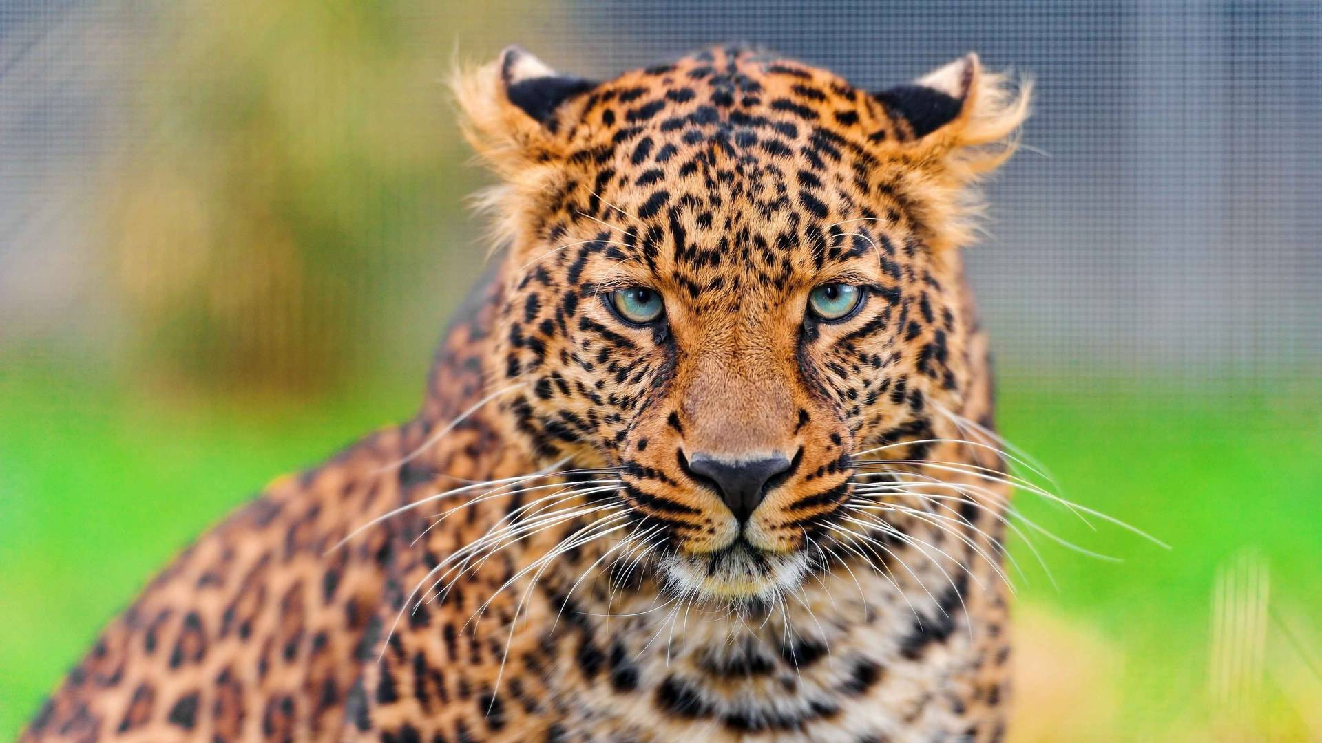 获奖励半自动步枪一支子弹一百发|金钱豹|豹子|陈传香_新浪新闻