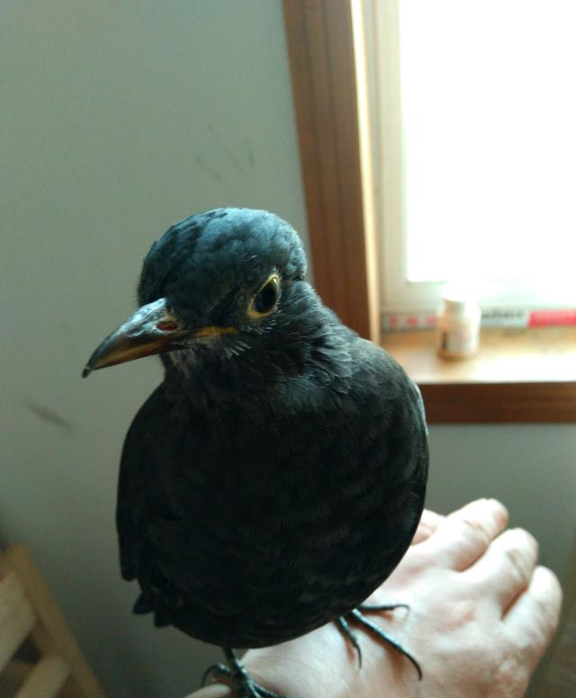 乌鸫为什么怕人养不熟可能是你方法不对头