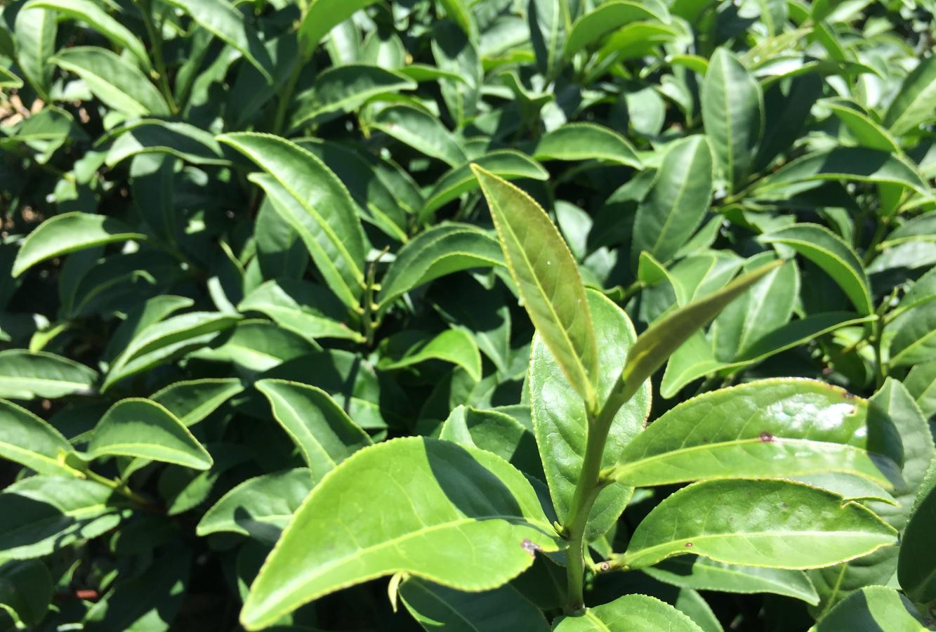 千米高山之巅探寻安溪最具特色的肉桂茶叶基地