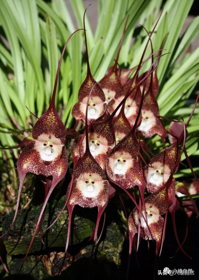 长有"猴脸"的植物,像一只只猴子挂在枝头,也能在任何季节开花