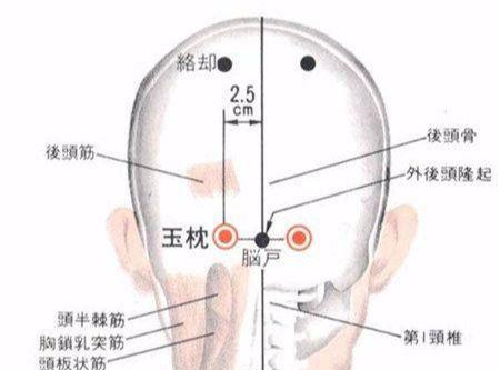 《玉枕穴》可有缓解治疗头痛,目眩,目痛,鼻塞,癫痫等作用!