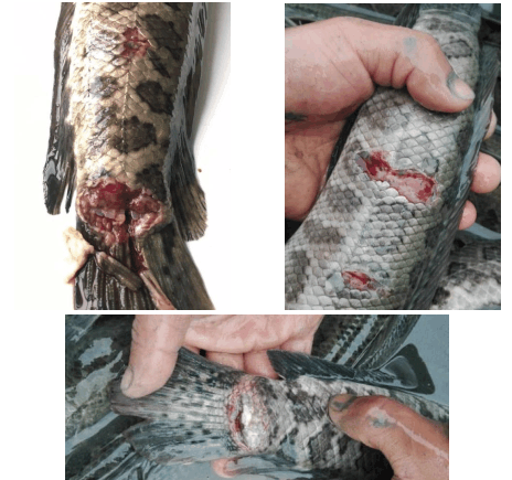 杂交鳢腐皮病防治一例