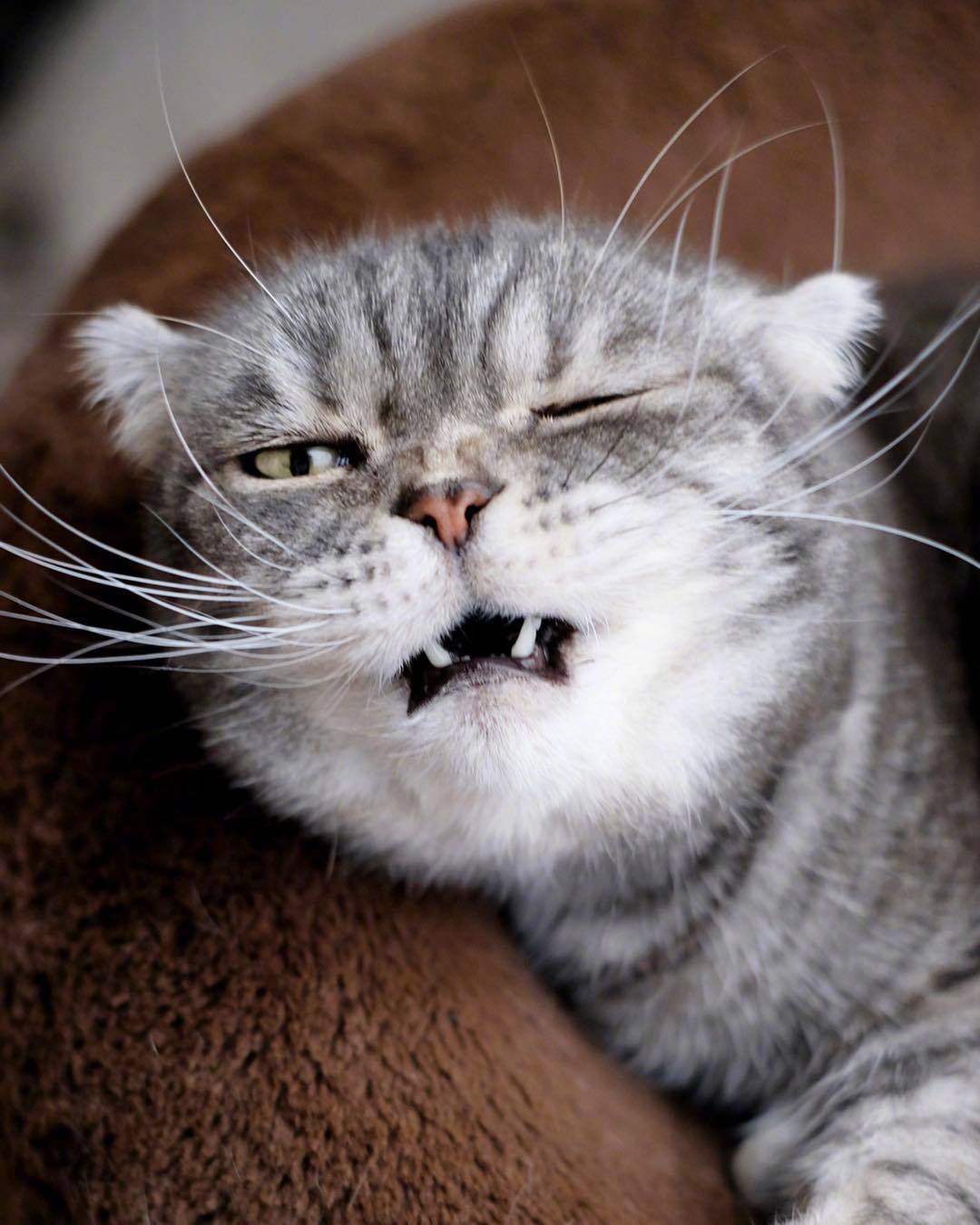 人家超凶的呢 喵呜cr:网络|网络_新浪新闻