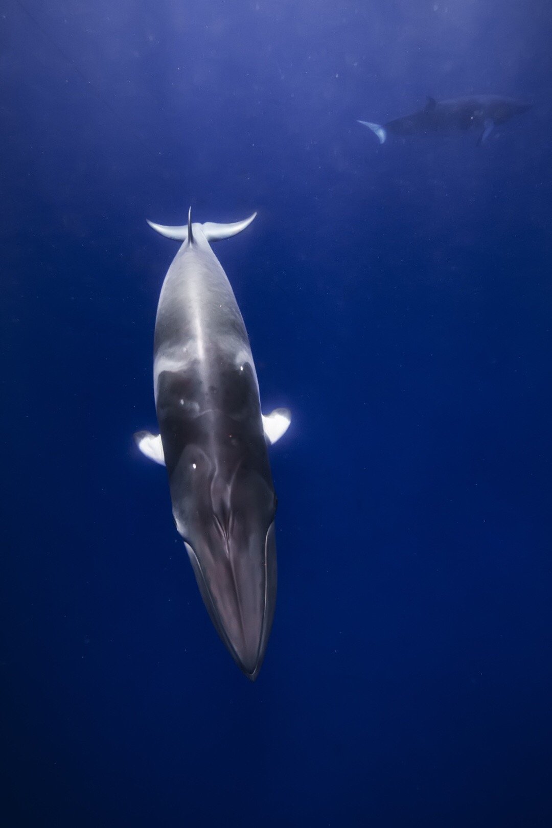 很高兴能与@大堡礁潜水王diversden 和jamescook uni "minkewhalepro