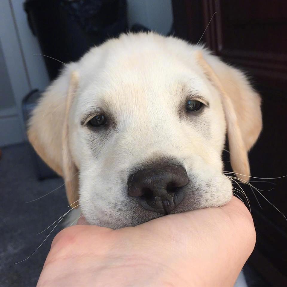 用这个角度看狗狗,确实更可爱了呢!