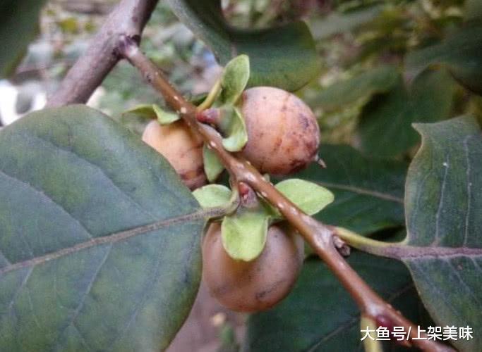 上才好吃, 农村娃手中的零食, 食用价值很高|侵权|君迁子|零食_新浪网