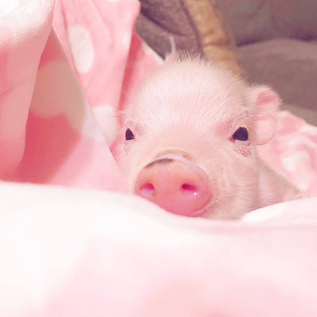 想做只猪，吃饭睡觉，保持可爱|可爱|吃饭|猪_新浪新闻