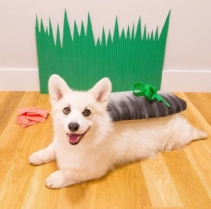 柯基犬寿司