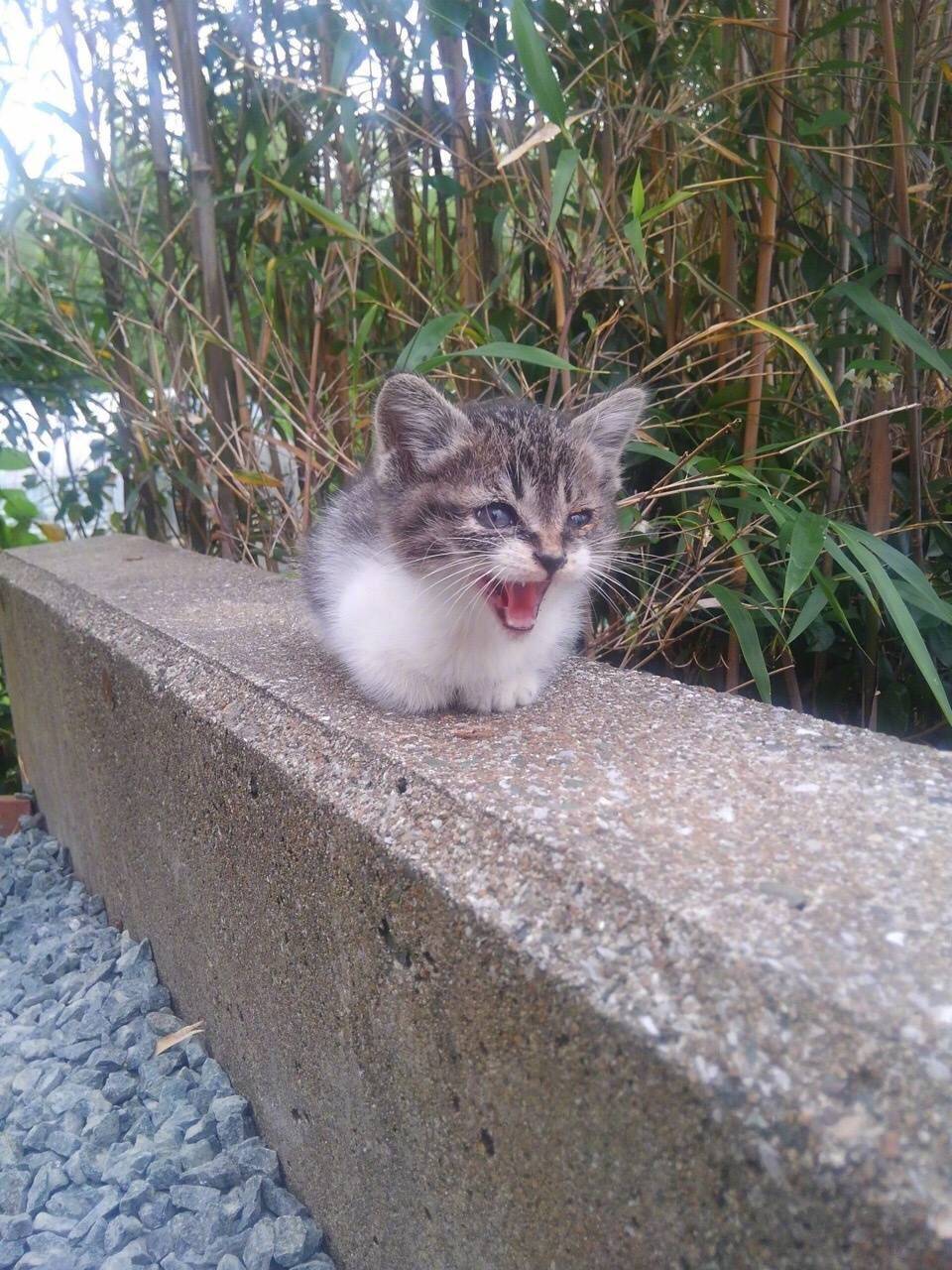 一位小哥几个月前在院子里捡了只被遗弃的小奶猫