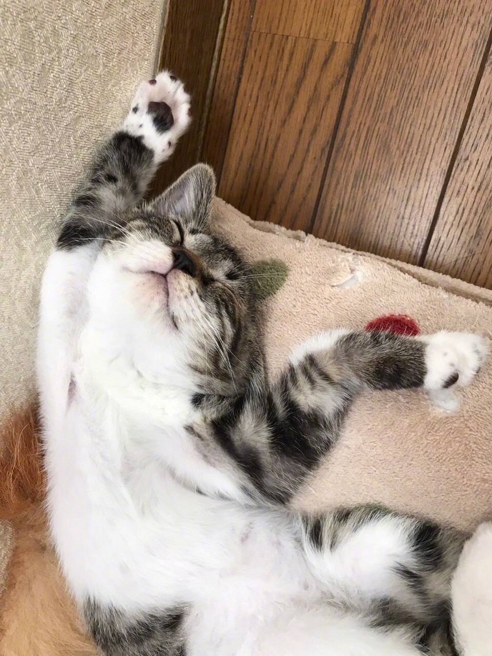 一位小哥几个月前在院子里捡了只被遗弃的小奶猫