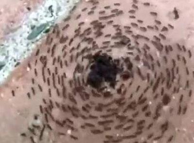 蚂蚁死亡漩涡的真相 密集恐惧症者最好别看