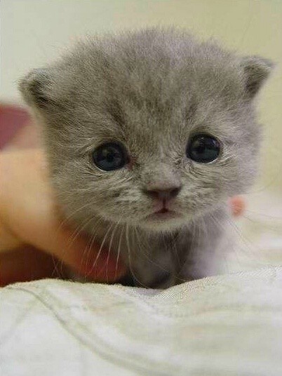 猫奴们都是被猫咪小时候的样子萌骗了吧o(~▽~)o