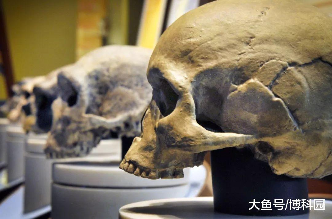 丹尼索瓦人|种群|深度学习_新浪网