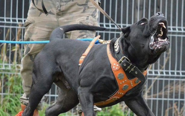 野兽级别的猛犬战场上的雄狮敢死队其中它被称为