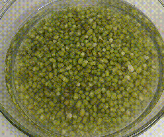 如何在家用绿豆生绿豆芽呢