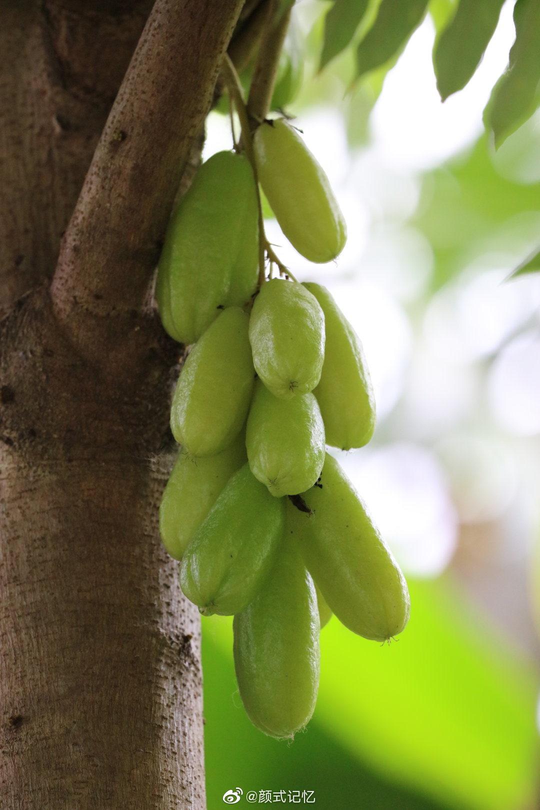 开心果绿宝石栗豆树名字出自查花软件已成果未见花