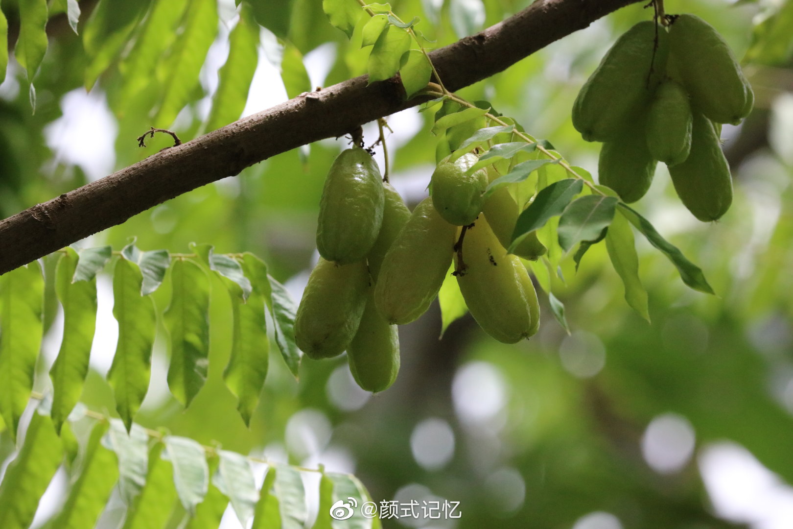 开心果绿宝石栗豆树名字出自查花软件已成果未见花