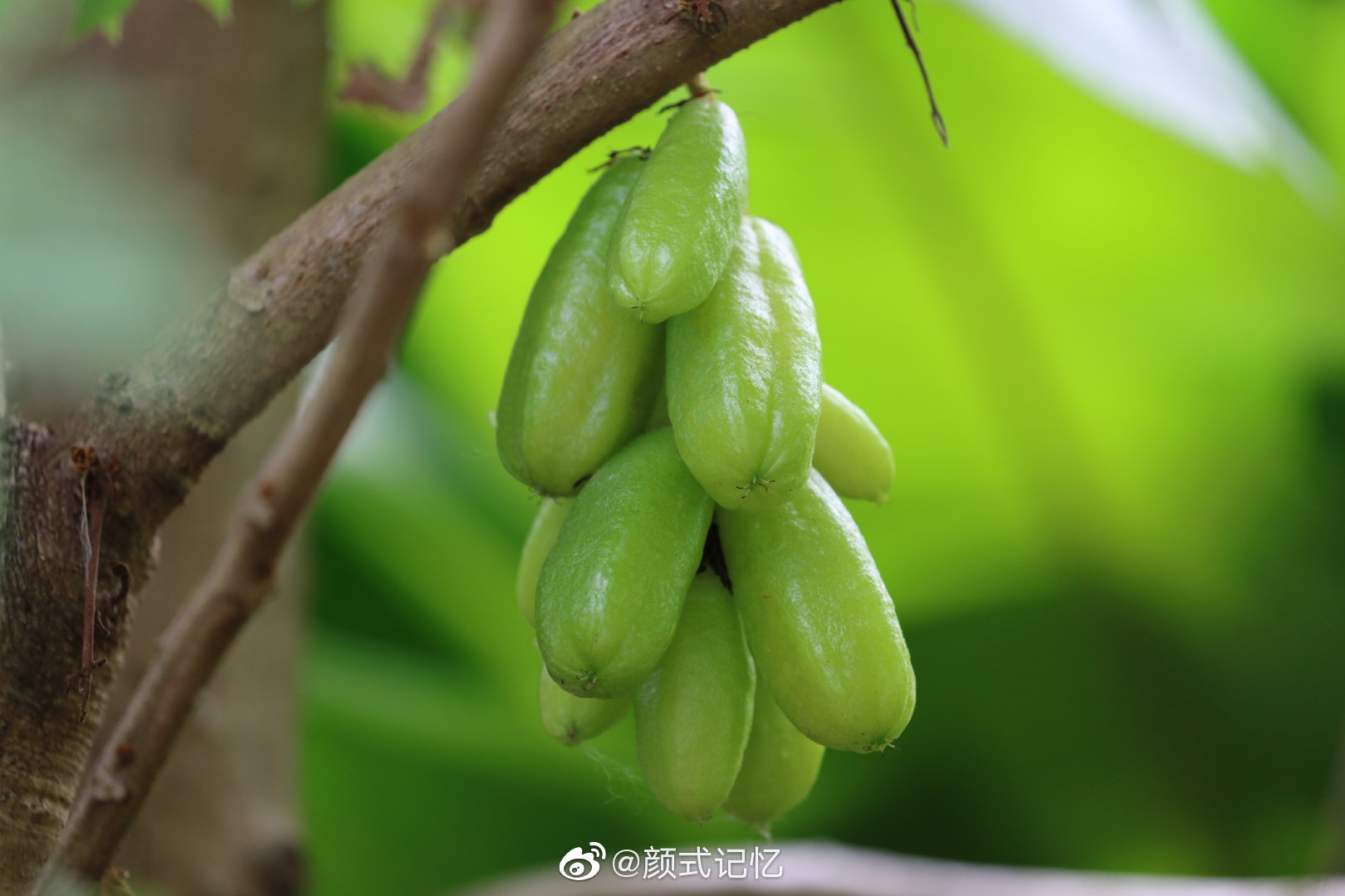 开心果绿宝石栗豆树名字出自查花软件已成果未见花