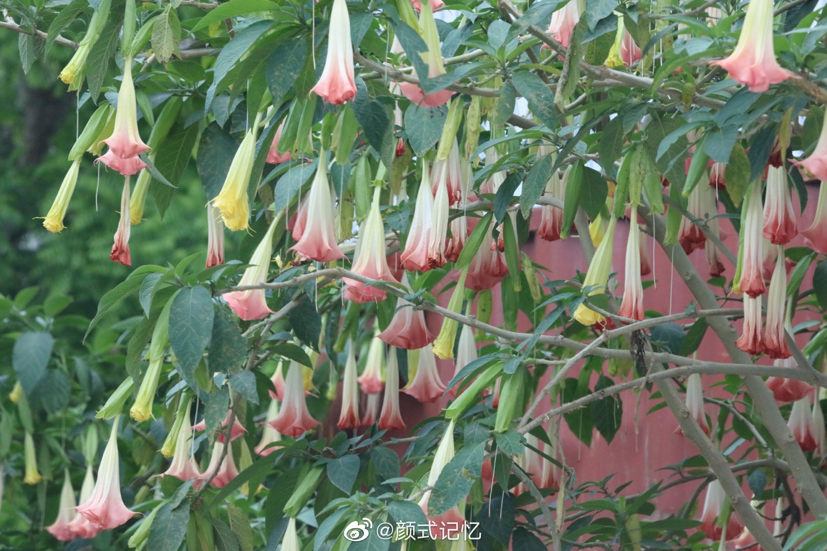 适意一一大花曼陀罗花(情花)(醉心花、洋金花、万桃花、大喇叭花)