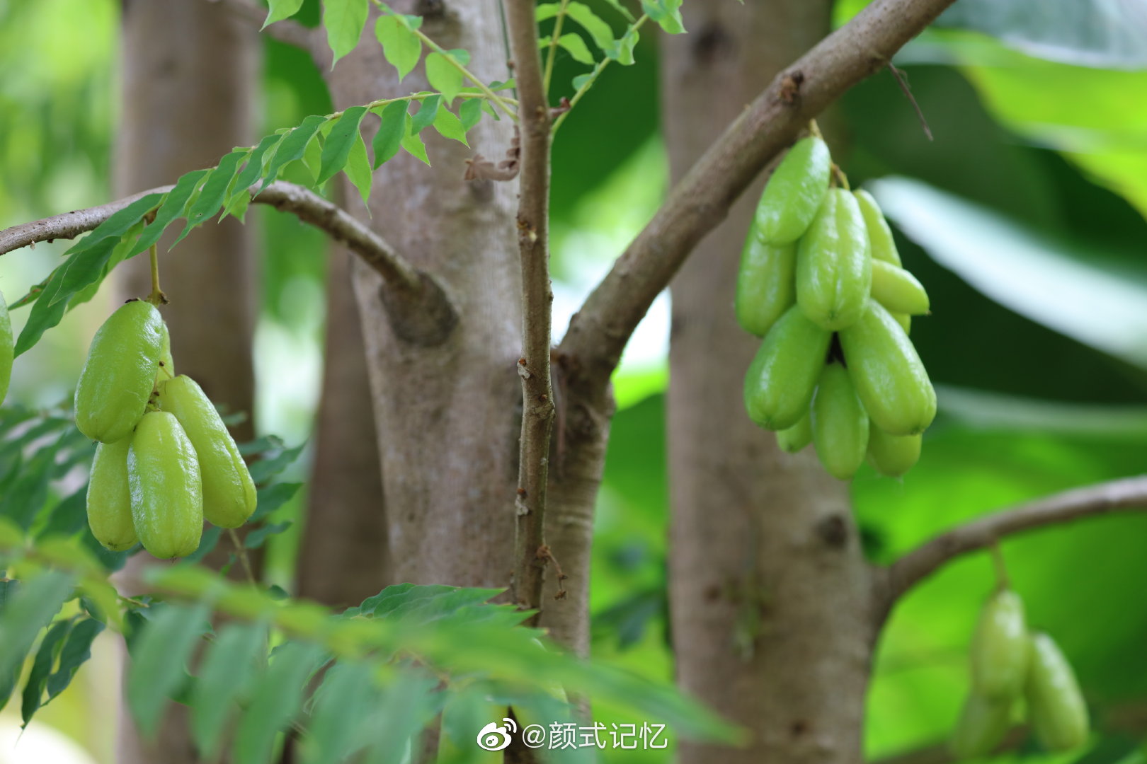 开心果绿宝石栗豆树名字出自查花软件已成果未见花